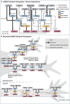 Mammalian Neuronal mRNA Transport Complexes: The Few Knowns and the Many Unknowns